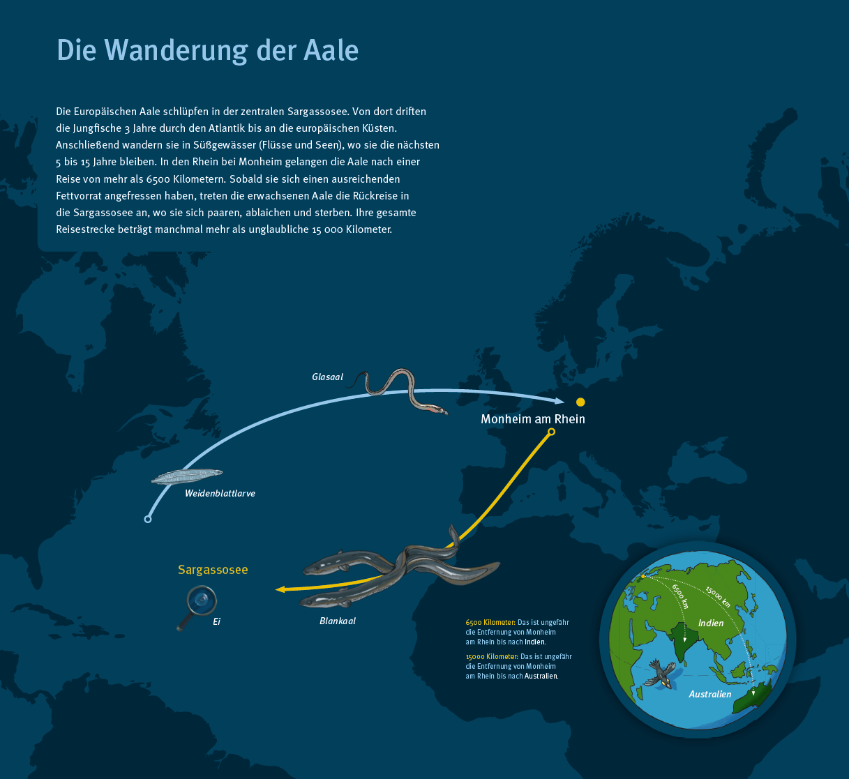  Tafel_3_Die_Wanderung_der_Aale_B.png